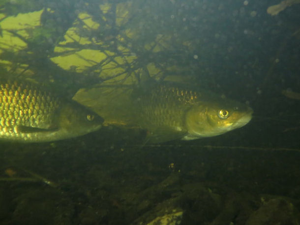 D�bel Squalius cephalus