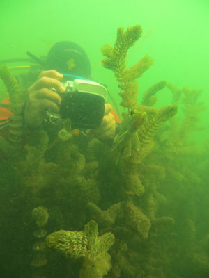 Kleiner Hecht im P�tzer Tonsee