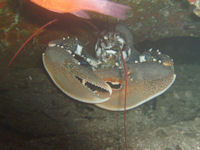 Europ�ischer Hummer Homarus gammarus