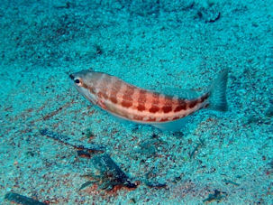 S�gebarsch Serranus cabrilla