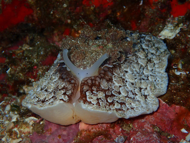 Umbraculum umbraculum