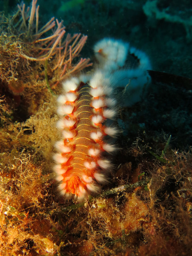 Feuerwurm Hermodice carunculata