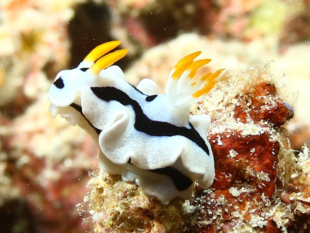 Chromodoris lochi