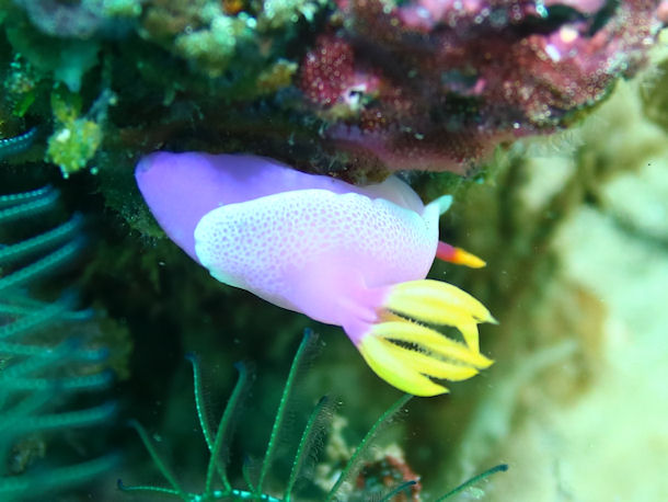 Hypselodoris apolegma