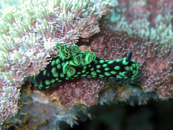 Nembrotha cristata