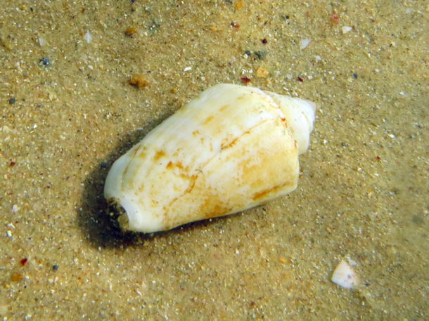 Conus mediterraneus