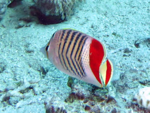 Chaetodon paucifasciatus