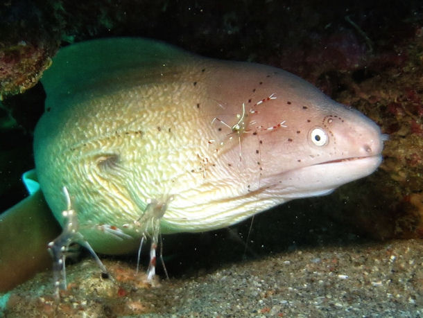 Graue Mur�ne Gymnothorax griseus