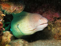 Graue Mur�ne Gymnothorax griseus