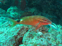 Parupeneus rubescens