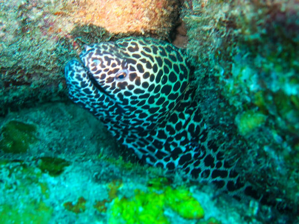 Netzmur�ne Gymnothorax favagineus