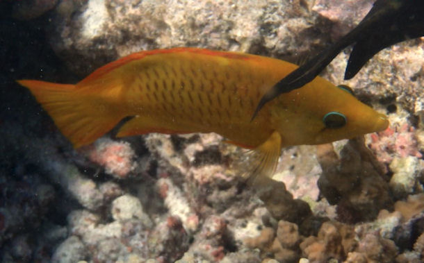 St�lpmaul-Lippfisch Epibulus insidiator