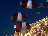 Hemitaurichthys zoster