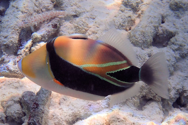 Dr�ckerfisch Rhinecanthus rectangulus