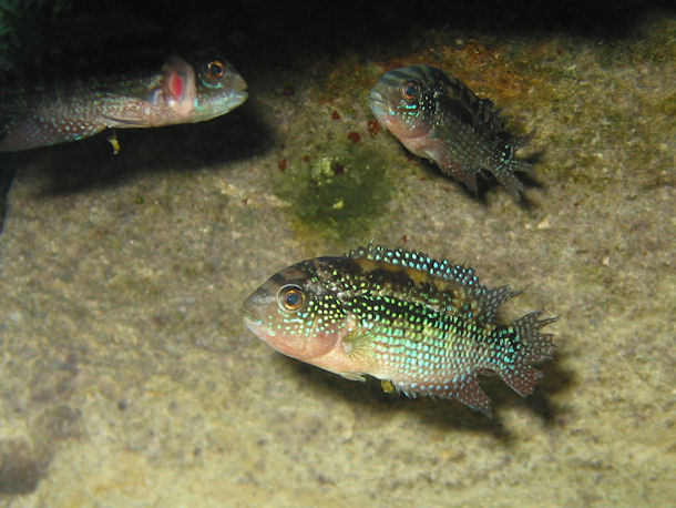 Rocio octofasciata in Cenote Kulkan