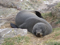 Seeb�r Arctocephalus forsteri