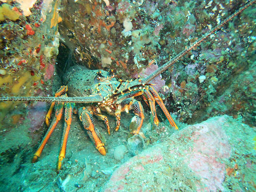 Rock lobster Jasus edwardsii