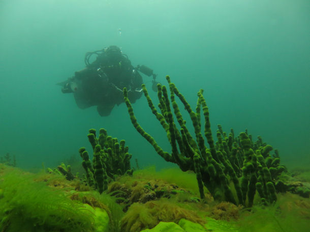 Baikalschwamm Lubomirskia baicalensis
