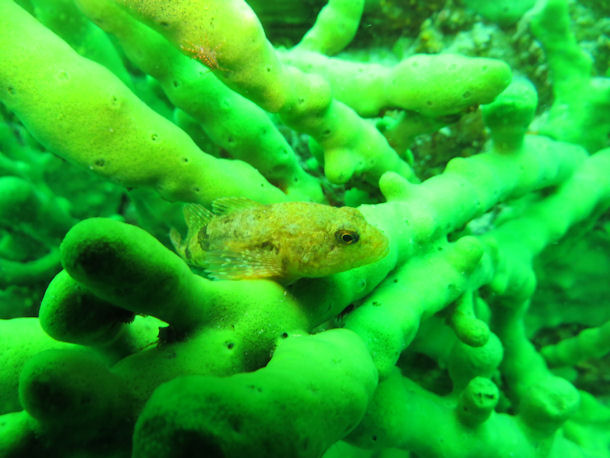 Schw�mme Baikalsee