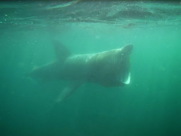 R�ckenflosse eines Riesenhais