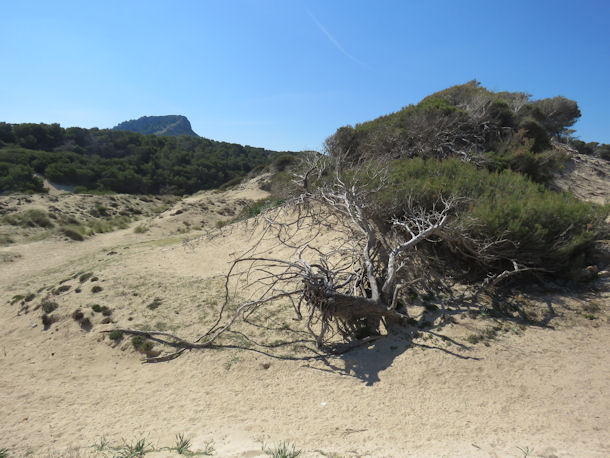 D�nenlandschaft an der Cala Mesquida