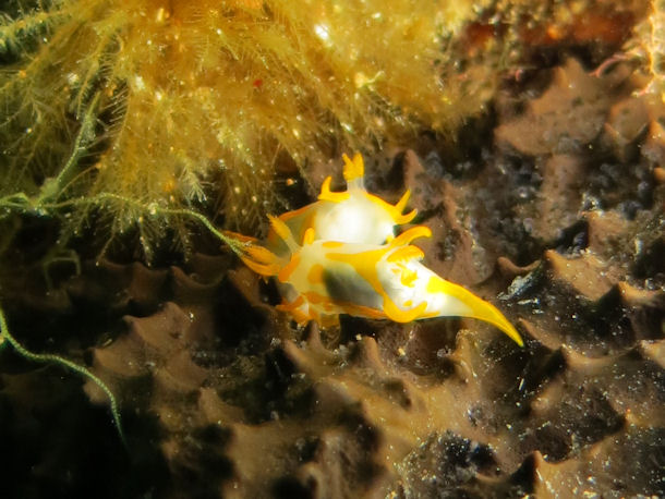 Gelbe Flabellina