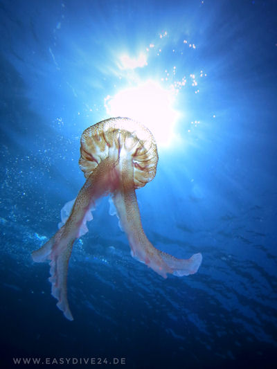 Tauchen Dragonera Mallorca