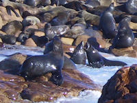 Seeb�r Arctocephalus pusillus