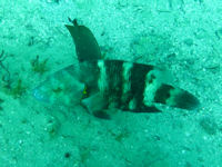 Cheilinus trilobatus