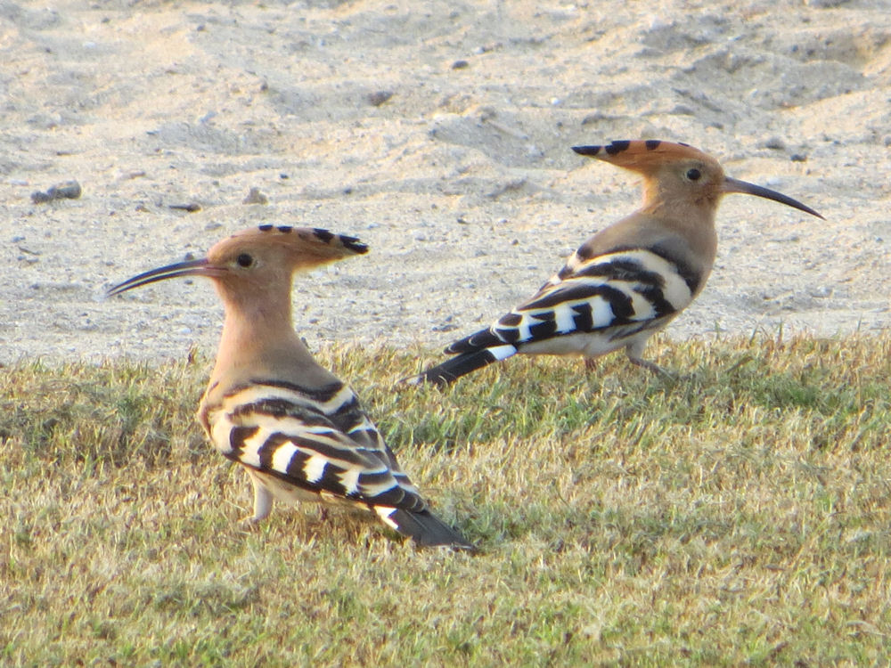 Wiedehopf in Fujairah