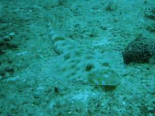 Geigenrochen vor der K�ste Kenias