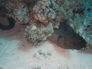 Riesenmur�ne Gymnothorax javanicus