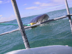 Wei�haitauchen in S�dafrika