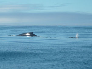 Buckelwal-Kuh mit Kalb vor der K�ste Kaliforniens